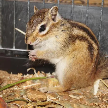 Hacienda Csaladbarat Vendeghaz * Balatonboglár