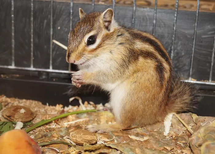 Hacienda Csaladbarat Vendeghaz * Балатонбоглар